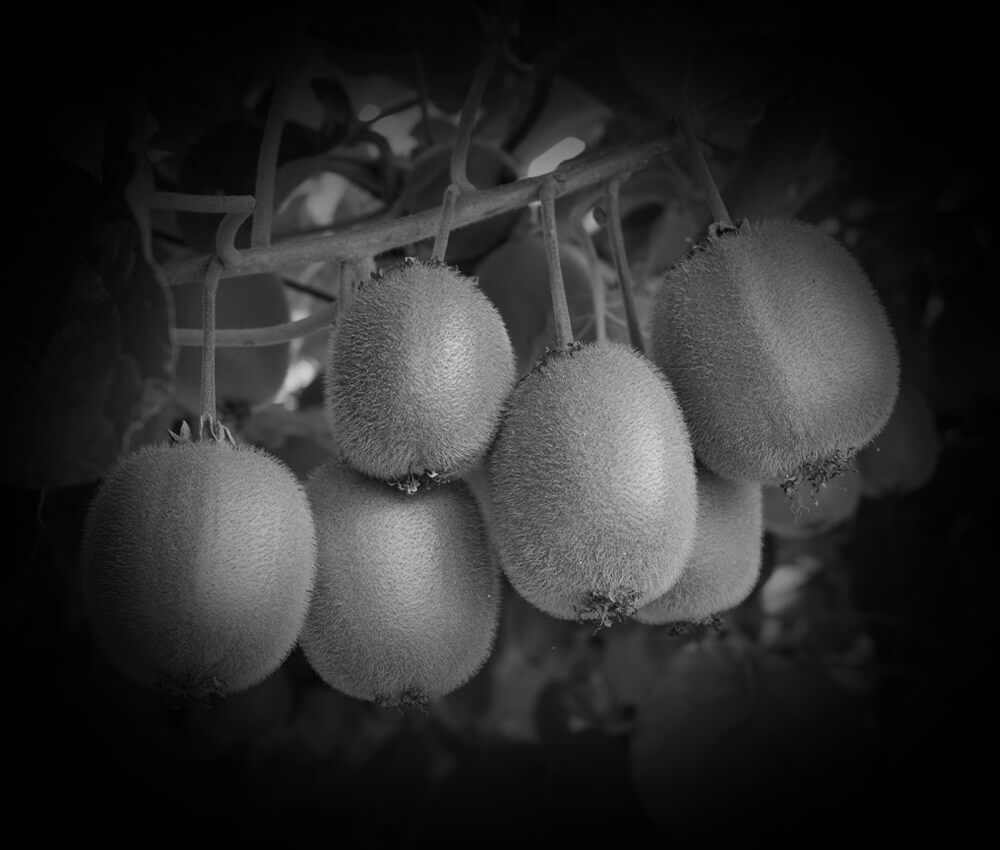 horticulture health and safety kiwifruit black and white